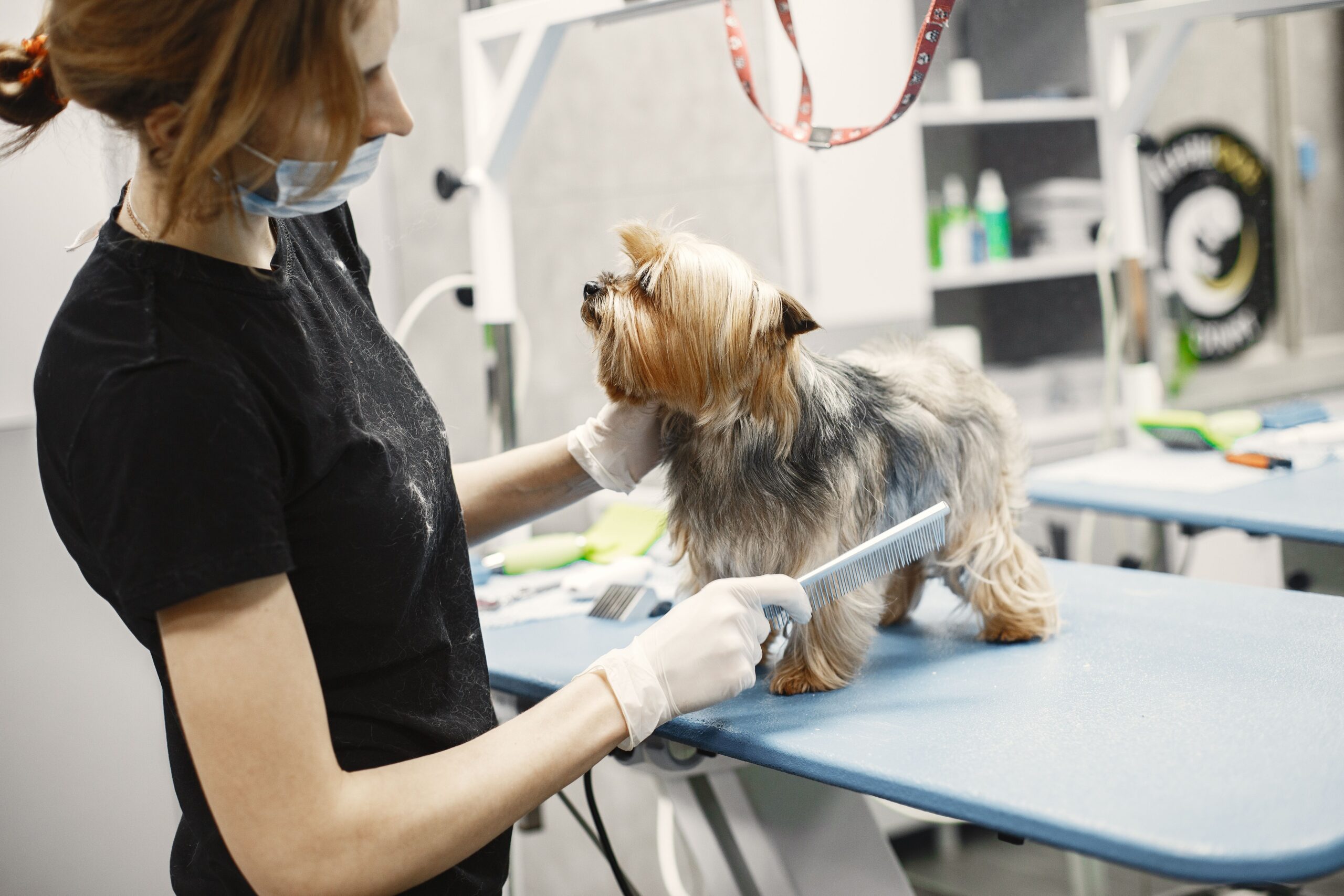 Professional groomer brushing a dog's coat to help prevent hot spots